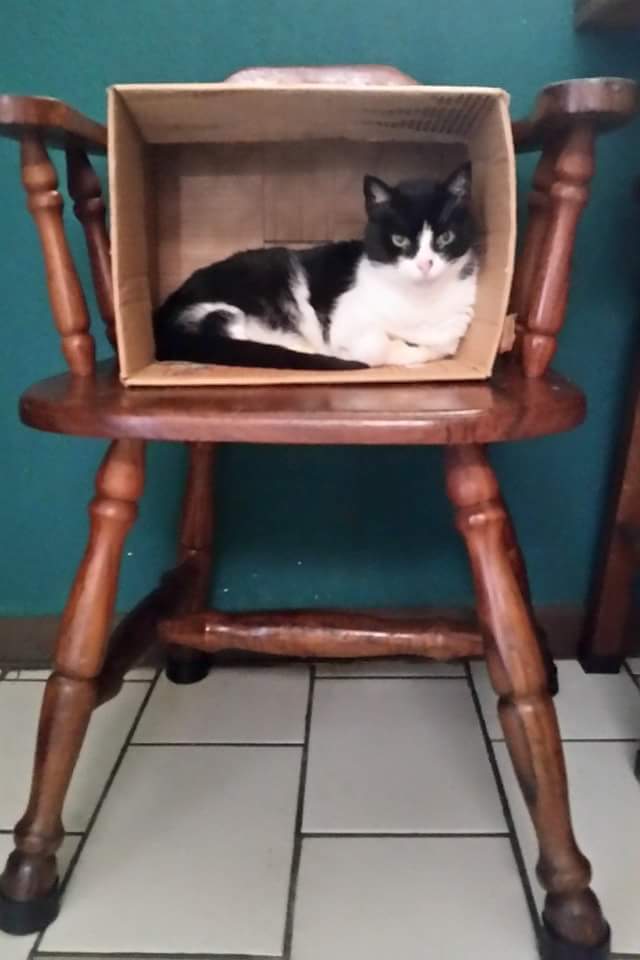 Marla es la mascota amiga que jamás morirá