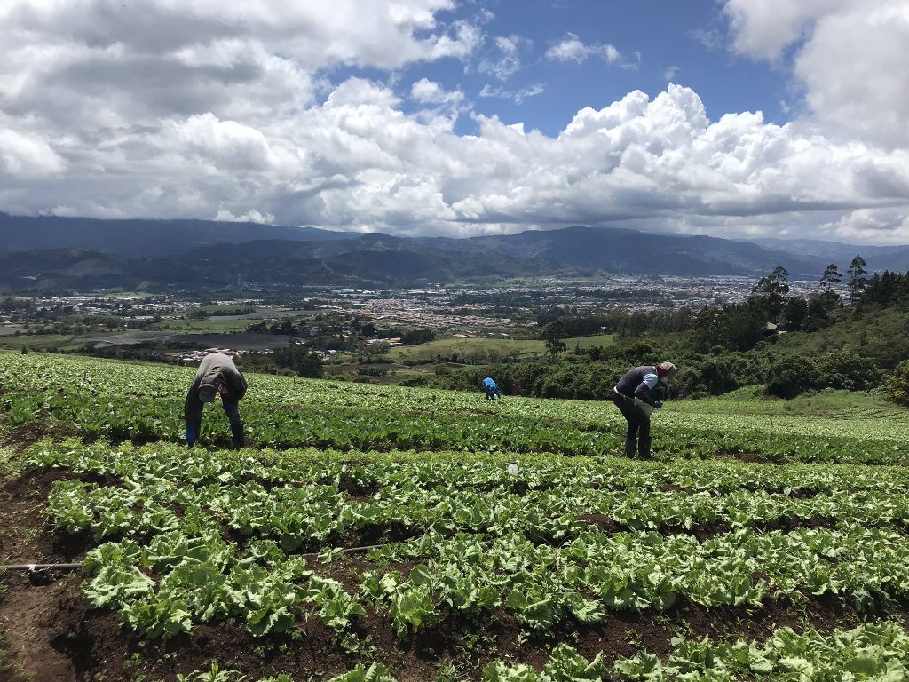 2050 es la única empresa tica que convierte empaques compostables en abono