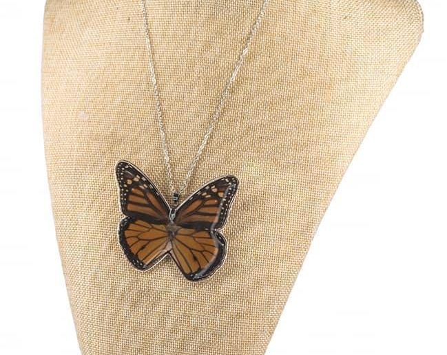 Mónica y Danilo toman las alas de las mariposas fallecidas para hacer las joyas