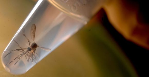 El Aedes Aegypti es el transmisor de tres peligrosos virus