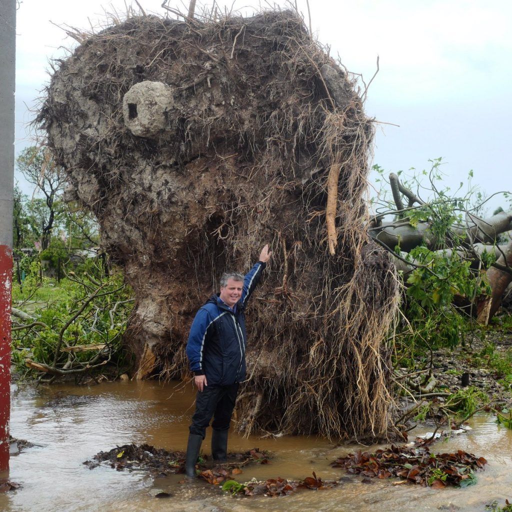 Este árbol en Cuba fue reducido a menos de la mitad de su tamaño original por el paso de Irma