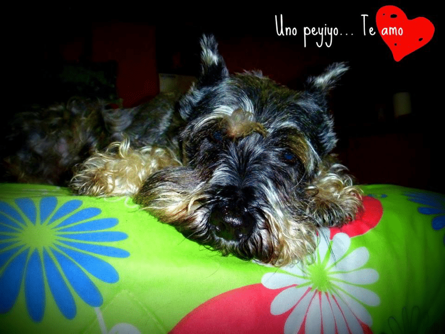 Cuando un perro se muere, se llora al amigo