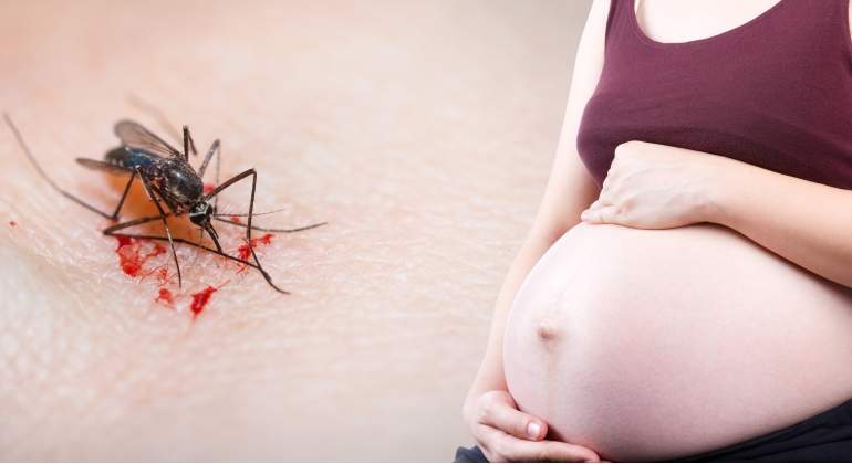 El Zika es un virus transmitido por el mosquito Aedes Aegypti